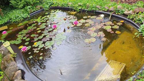 Teich - 