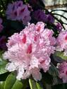 Pflanzenpracht - 