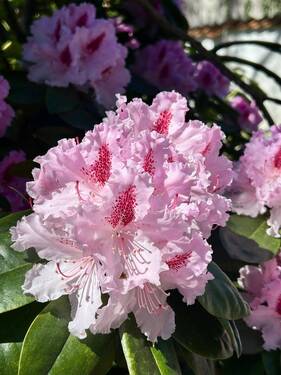 Pflanzenpracht - 