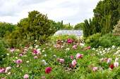 Botanischer Garten - 