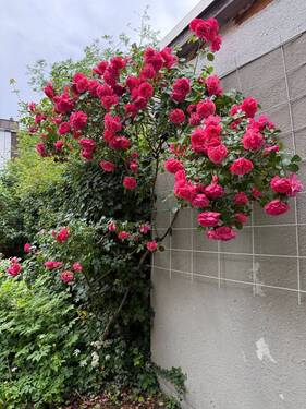 Detail im Garten - 