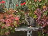 Herbststimmung - 