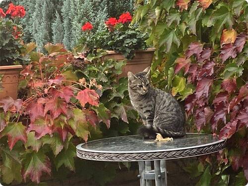 Herbststimmung - 