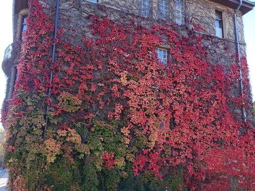 Seitenansicht Wein II - 