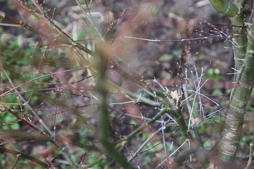 FRÜHLINGSERWACHEN - 