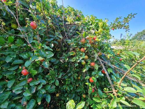 Zugewachsener Apfelbaum mit leckeren Äpfeln - 