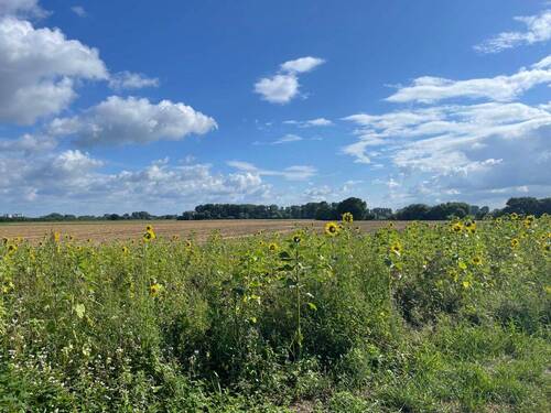 naturnahe Umgebung - Rheinnähe - 4 Zimmer Doppelhaushälfte in Meerbusch