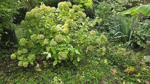 Hortensien - Grundstück in Kandern