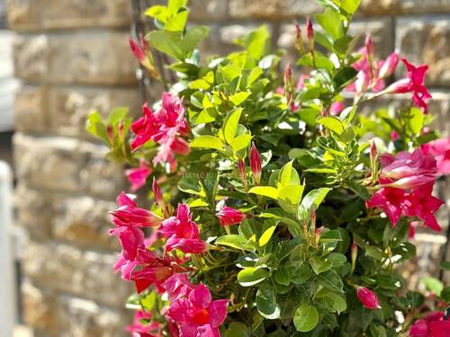 Blumen - 
