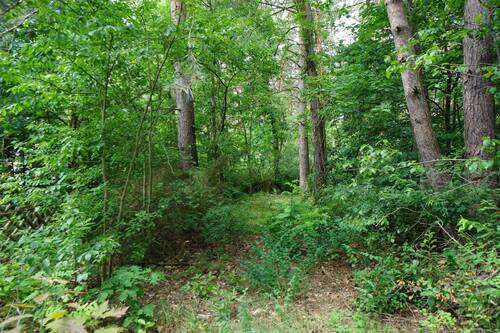 Auf dem vorderen Flurstück (10).JPG - 