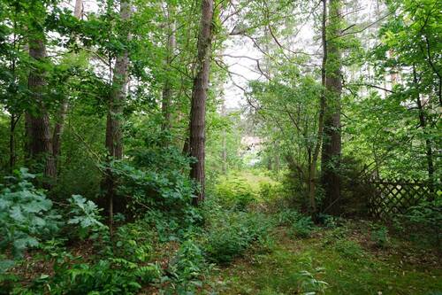 Auf dem hinteren Flurstück (1).JPG - Grundstück in Borkwalde