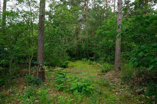 Auf dem vorderen Flurstück (1).JPG - 