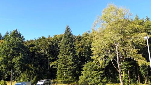 Die hübsche Aussicht ins Wäldchen - 