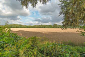 Direkte Lage am Getreidefeld - 