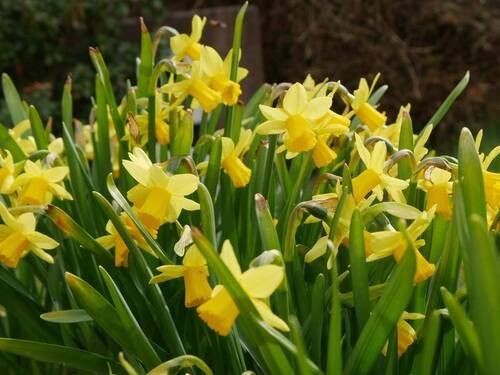 Frühling! - EFH ZFH - Mehrgenerationenhaus - ein Traum zum Leben - die Schlüsselfee gibt es doch!
