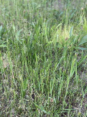 Gartenansicht - Grundstück in Fürth
