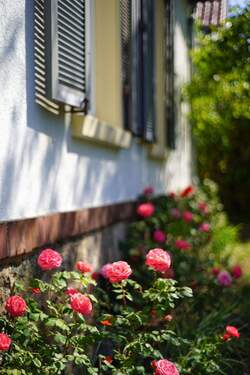 Detailaufnahme Rosengarten.jpg - 