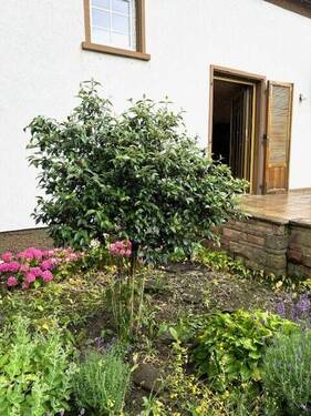 Bild 2 - 7 Zimmer Mehrfamilienhaus, Wohnhaus zum Kaufen in Edenkoben