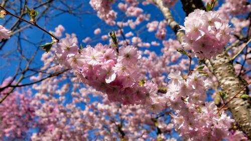 Garten - 7 Zimmer Einfamilienhaus zum Kaufen in Mühlhausen-Ehingen