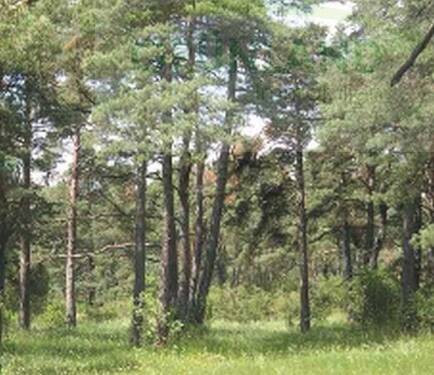 Bild 1 - *Forstflächen zu Verkaufen !* - 500.000,00 EUR Kaufpreis, ca.  0,00 m²