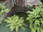 Gartenteich - 
