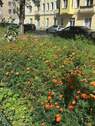 Blumen Strasse.jpg - 