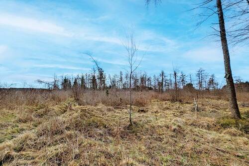 Blick auf das Grundstück - Grundstück in Oberharz am Brocken zum Kaufen
