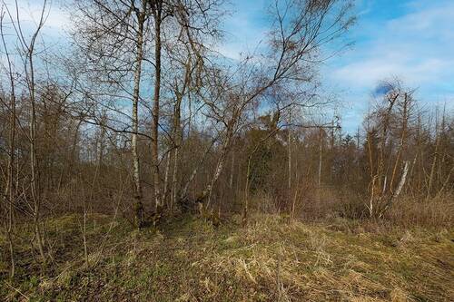 Baum- und Strauchbewuchs - 