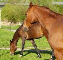 Aussiedlerhof | kernsaniertes Wohnhaus | 6.000m² | Pferdestall + Scheune + Werkstatt + Wiesen - Eppingen