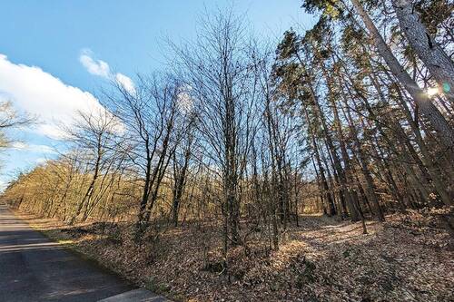 Rotbuchenbestand - Grundstück in Gardelegen zum Kaufen
