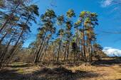 Kiefernbestand - 