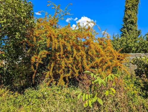 Spätsommer im Garten - 