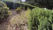 kleiner Gartenbereich - 
