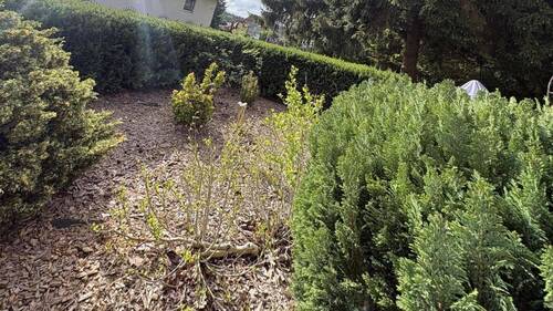 kleiner Gartenbereich - 