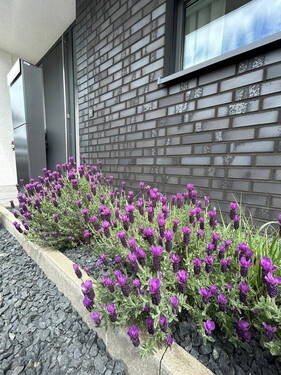 Eingangsbereich mit Lavendel - 