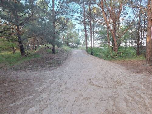 Weg zum Strand durch Küstenwald - 