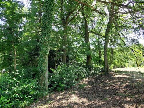 Alter Baumbestand - 