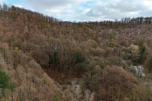 Luftaufnahme - 0,5 ha Laubwald im Harz - Eichenbestand