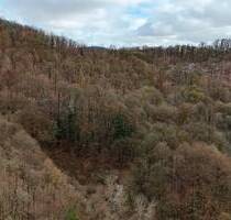 0,5 ha Laubwald im Harz - Eichenbestand - Bad Lauterberg im Harz