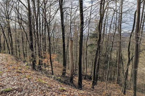 Blick auf das Grundstück - Grundstück in Bad Lauterberg im Harz zum Kaufen