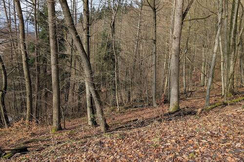 Blick auf Bestockung - 