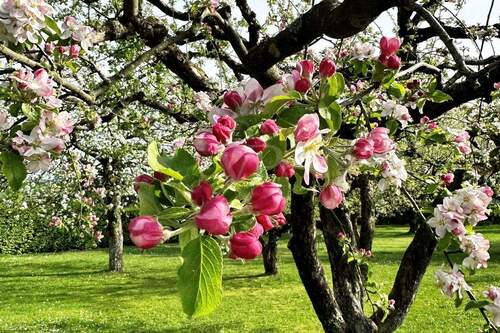 Blühende Bäume auf der Obstwiese - 