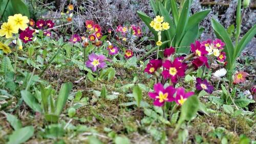 Frühlingsblumen - 8 Zimmer Doppelhaushälfte zum Kaufen in Frankfurt