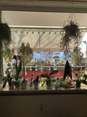 Blick aus Wohnzimmer - 