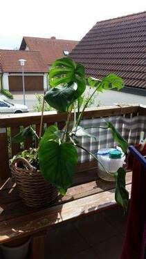 Bild 12 - 3 Zimmer Etagenwohnung zur Miete in Rödelsee