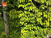 Weiki, die Weihenstephaner Kiwi - 