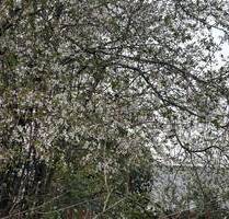 Exklusive Baugrundstück in Behringhausen, Castrop-Rauxel