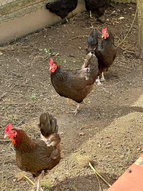 frische Eier gefällig? - 