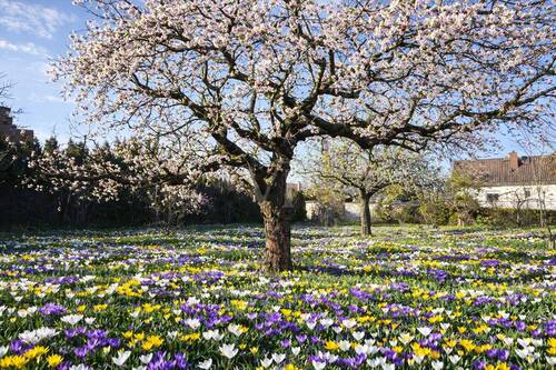 Ihr Platz zum Bauen (KI generiert) - Grundstück zum Kaufen in Berlin-Pankow