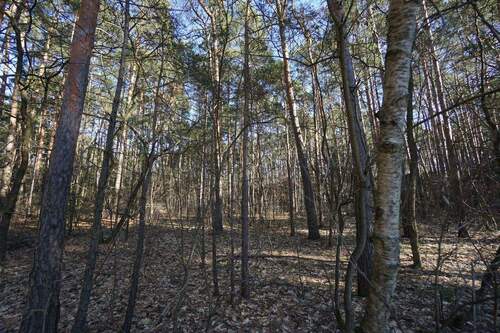 Auf dem Grundstück (9).jpg - 